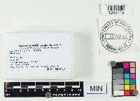 Lactarius lignyotus image