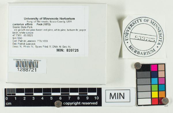 Lactarius affinis image