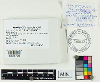 Lactarius torminosus image