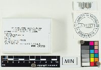 Lactarius vinaceorufescens image