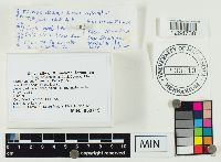 Lactarius fumosus image