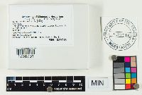 Lactarius lignyotus image