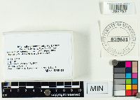 Laccaria ochropurpurea image