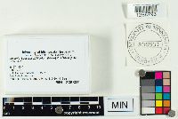 Laccaria bicolor image