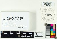 Laccaria ochropurpurea image