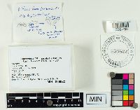 Laccaria bicolor image