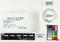 Laccaria bicolor image