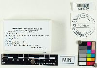 Thumbnail image of current specimen