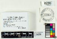 Clavulina coralloides image