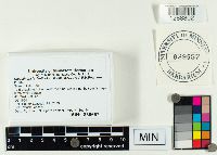 Clavulinopsis laeticolor image