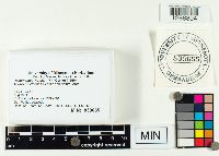 Ramariopsis kunzei image