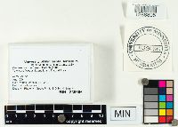 Clavaria fragilis image