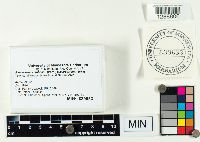 Media resource of Ramariopsis subtilis