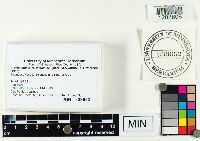 Clavulinopsis laeticolor image