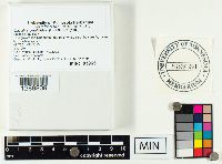 Clavulina coralloides image