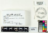 Clavulinopsis laeticolor image