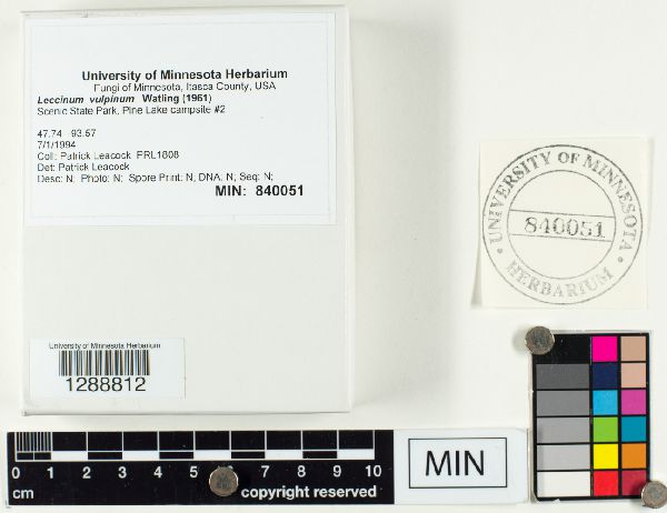 Leccinum vulpinum image