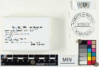 Hygrophorus pudorinus image