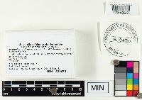 Hygrophorus purpurascens image