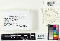Thumbnail image of current specimen