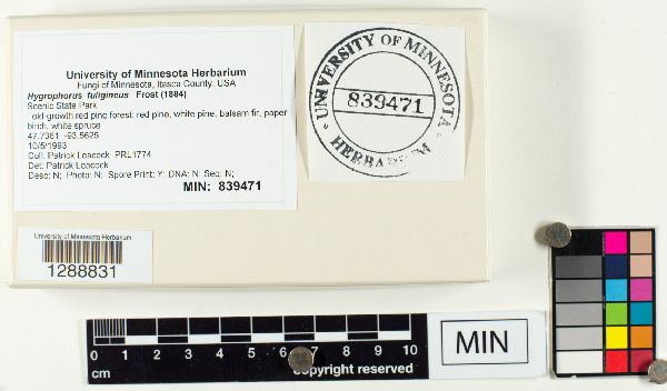 Hygrophorus image