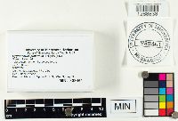 Hygrophorus pudorinus image