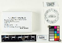 Hygrocybe ceracea image