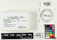 Hygrophorus pudorinus image