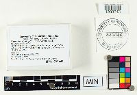 Hygrocybe miniata image