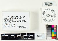 Gliophorus laetus image