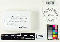 Gliophorus irrigatus image