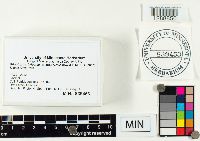 Gliophorus irrigatus image