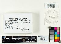 Hygrophorus purpurascens image