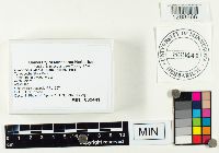 Gliophorus laetus image