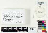 Hygrophorus purpurascens image