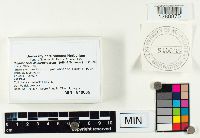 Hygrophorus purpurascens image