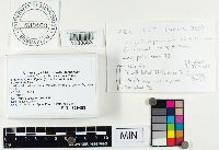 Clavariadelphus ligula image