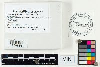 Clavariadelphus ligula image