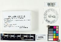 Clavariadelphus ligula image