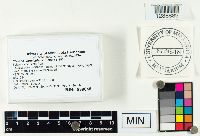 Clavaria fragilis image