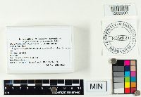 Clavariadelphus pistillaris image