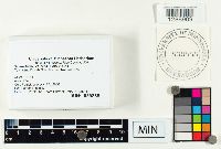 Scleroderma cepa image