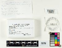 Entoloma infula image