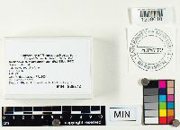 Cortinarius semisanguineus image