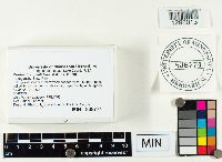 Cortinarius pholideus image