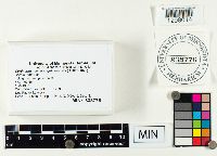 Cortinarius semisanguineus image