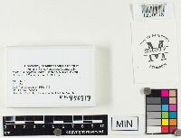 Lactarius argillaceifolius image