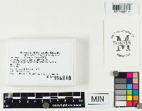 Thumbnail image of current specimen