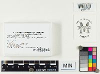 Lactarius gerardii image