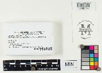 Lactarius lignyotus image